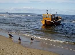 Attēlu rezultāti vaicājumam “Postia undosa”