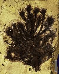 Attēlu rezultāti vaicājumam “Lophozia badensis sporophyte”