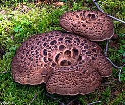 Attēlu rezultāti vaicājumam “Sarcodon imbricatum”