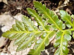 Attēlu rezultāti vaicājumam “Botrychium multifidum”