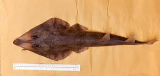 Image result for Pseudobatos lentiginosus