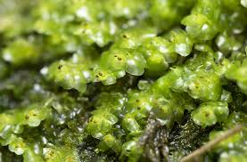 Attēlu rezultāti vaicājumam “Scapania nemorea”