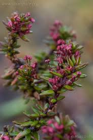 Attēlu rezultāti vaicājumam “Empetrum nigrum flower”