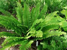 Attēlu rezultāti vaicājumam “Polystichum aculeatum”