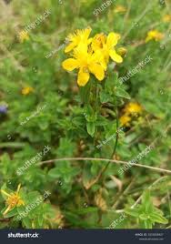 Attēlu rezultāti vaicājumam “Hypericum maculatum flower”