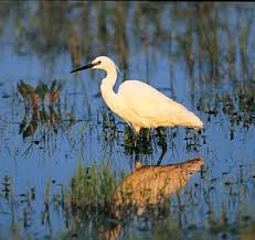 Image result for Egretta garzetta