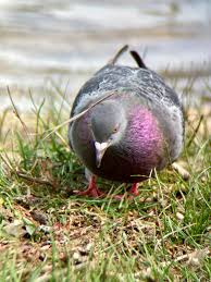 Attēlu rezultāti vaicājumam “Columba livia f. domestica”