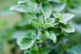 Image result for Oregano