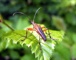 Attēlu rezultāti vaicājumam “Stenocorus meridianus”