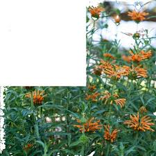 Attēlu rezultāti vaicājumam “Liparis loeselii fruit”