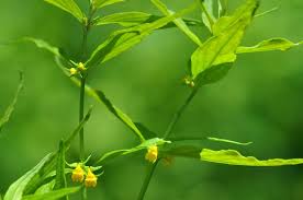 Attēlu rezultāti vaicājumam “Melampyrum sylvaticum leaf”