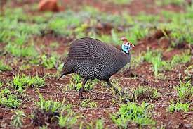 Attēlu rezultāti vaicājumam “Numida meleagris adult”