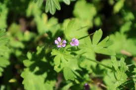 Attēlu rezultāti vaicājumam “Geranium pusillum leaf”