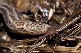 Attēlu rezultāti vaicājumam “Limax maximus”