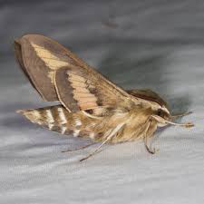 Attēlu rezultāti vaicājumam “Hyles gallii”