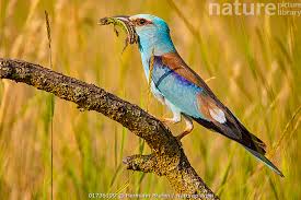 Attēlu rezultāti vaicājumam “Coracias garrulus adult”