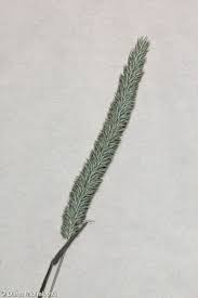 Attēlu rezultāti vaicājumam “Phleum phleoides fruit”