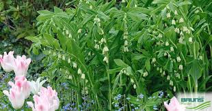 Attēlu rezultāti vaicājumam “Polygonatum multiflorum”