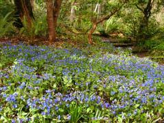 Attēlu rezultāti vaicājumam “Pulmonaria angustifolia leaf”