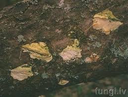 Attēlu rezultāti vaicājumam “Diplomitoporus flavescens”