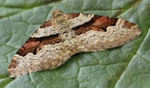 Attēlu rezultāti vaicājumam “Xanthorhoe designata”