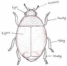 Image result for Cryptolaemus