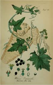 Attēlu rezultāti vaicājumam “Bryonia alba fruit”