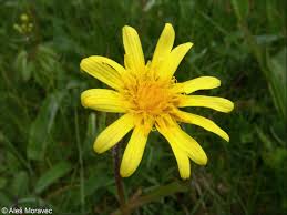 Attēlu rezultāti vaicājumam “Scorzonera humilis bud”