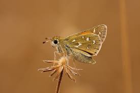 Attēlu rezultāti vaicājumam “Hesperia comma underside”