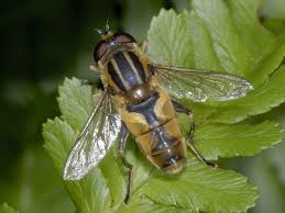 Attēlu rezultāti vaicājumam “Helophilus hybridus”