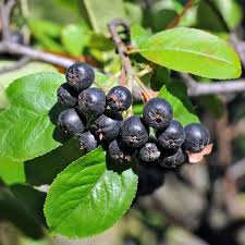 Attēlu rezultāti vaicājumam “Aronia melanocarpa fruit”