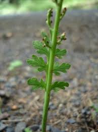 Attēlu rezultāti vaicājumam “Botrychium matricariifolium”