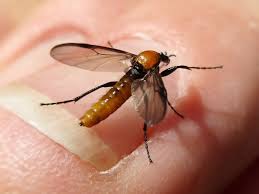 Attēlu rezultāti vaicājumam “Bibionidae female”