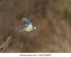 Image result for Cyanistes caeruleus