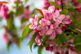 Attēlu rezultāti vaicājumam “Malus purpurea flower”