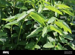Attēlu rezultāti vaicājumam “Sanguisorba officinalis leaf”