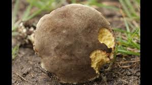 Attēlu rezultāti vaicājumam “Xerocomus pruinatus”