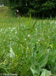 Attēlu rezultāti vaicājumam “Veronica scutellata bud”