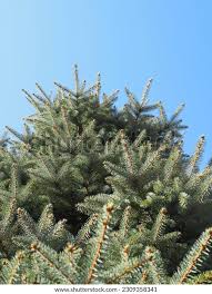 Attēlu rezultāti vaicājumam “Pseudotsuga menziesii var. glauca”