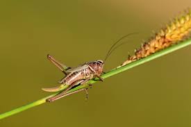Attēlu rezultāti vaicājumam “Metrioptera brachyptera”