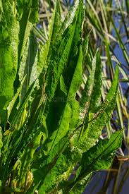 Attēlu rezultāti vaicājumam “Rumex hydrolapathum leaf”