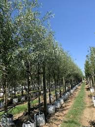 Attēlu rezultāti vaicājumam “Salix alba var. alba”