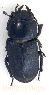 Attēlu rezultāti vaicājumam “Dorcus parallelopipedus”