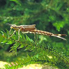 Attēlu rezultāti vaicājumam “Calopteryx virgo female”