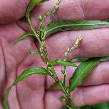 Attēlu rezultāti vaicājumam “Persicaria hydropiper”