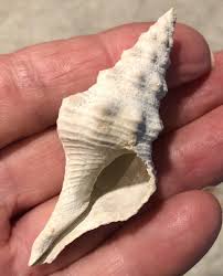 Image result for Triplofusus giganteus