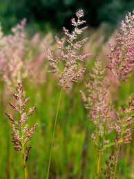 Attēlu rezultāti vaicājumam “Agrostis capillaris”