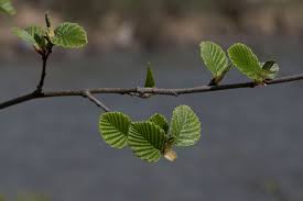 Attēlu rezultāti vaicājumam “Alnus incana leaf”