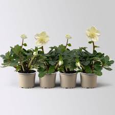 Image result for Christrose