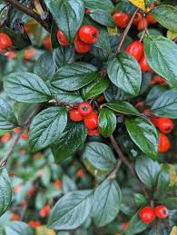 Attēlu rezultāti vaicājumam “Cotoneaster divaricatus fruit”